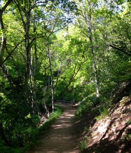 Shaded trails are my favorite!